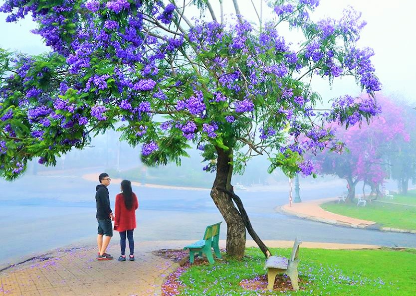 ĐÀ LẠT - DAMBRI - HOA SƠN ĐIỀN TRANG - VẠN THÀNH 
